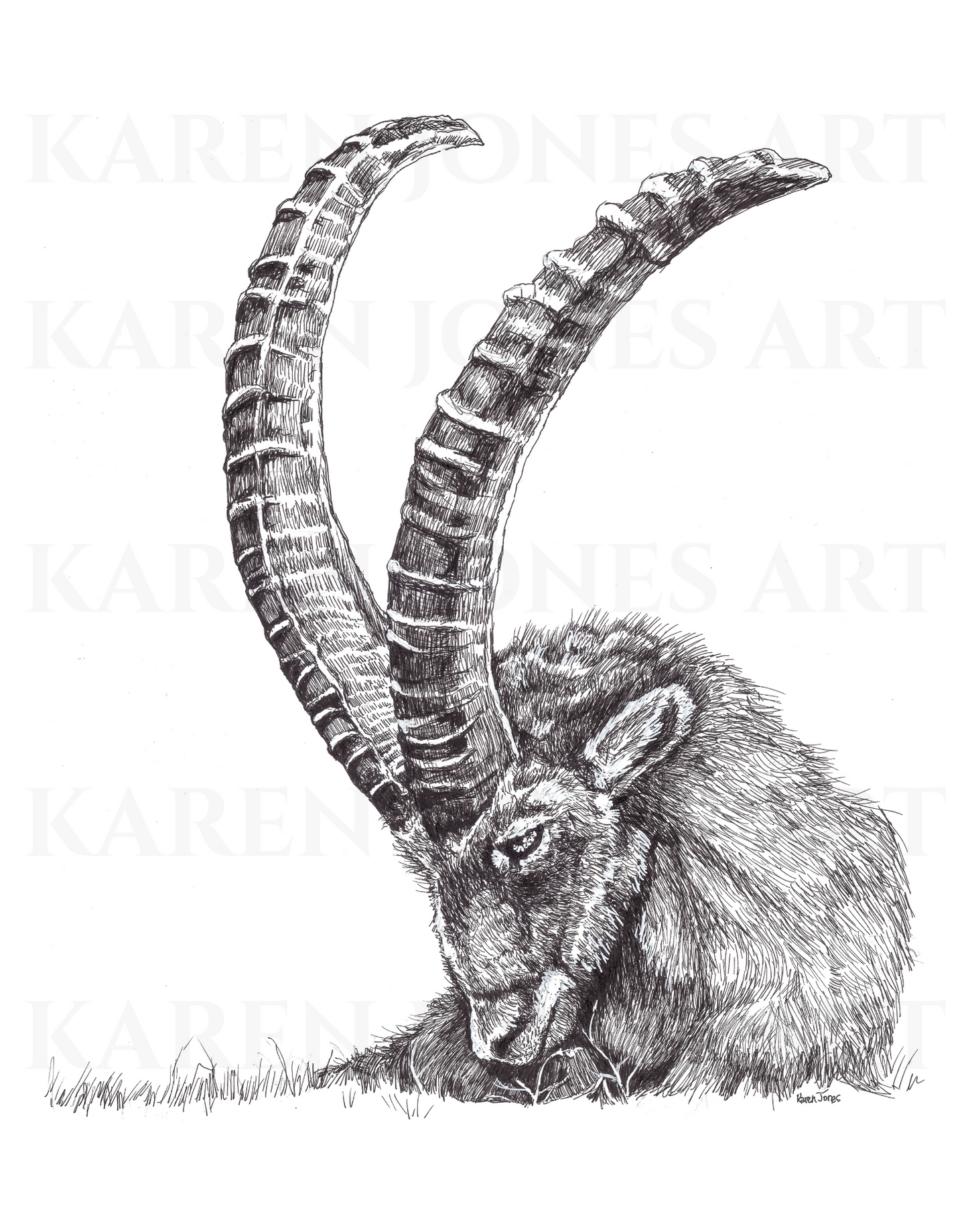 11"x14" Majestic Alpine Ibex Black and White Print on High Quality 100lb Cardstock