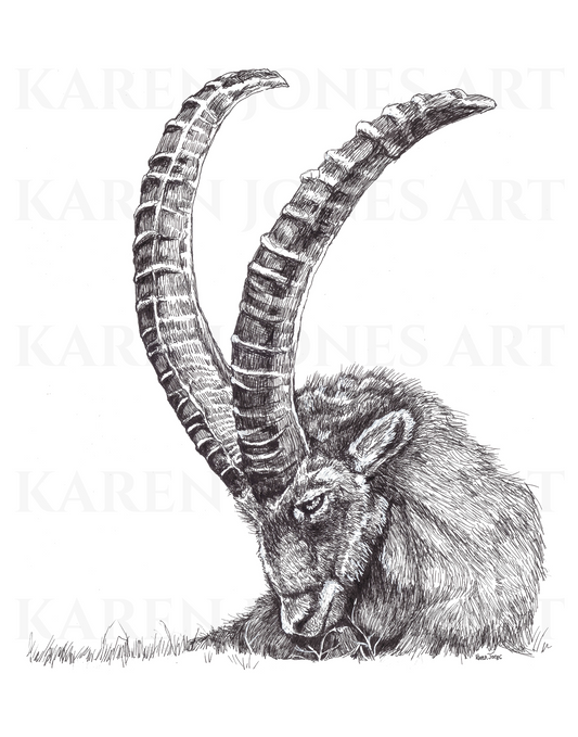 11"x14" Majestic Alpine Ibex Black and White Print on High Quality 100lb Cardstock